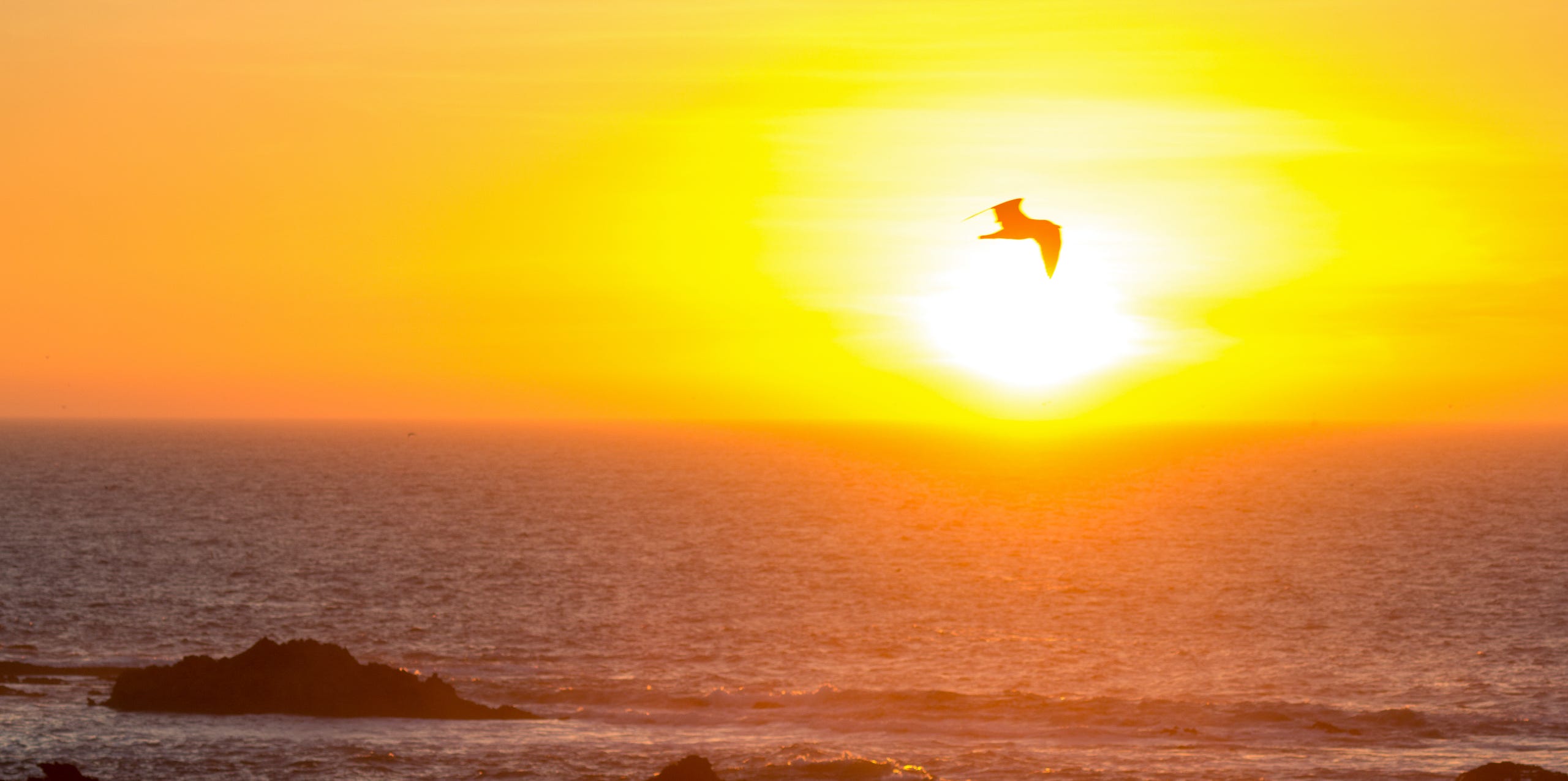 Möwe im Sonnenuntergang in Essaouira